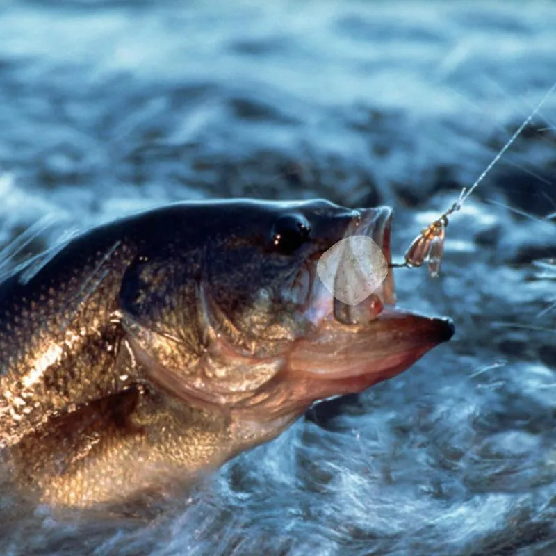 Trout Bait Fishing Bait Scented Fish Meal